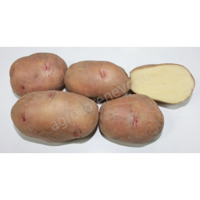 Tubers of potato variety 'Signal' on white background