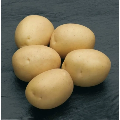 Шесть клубней картофеля сорта Сильвана на тёмной поверхности