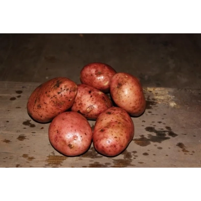 Клубни картофеля сорта Симфония на деревянной поверхности