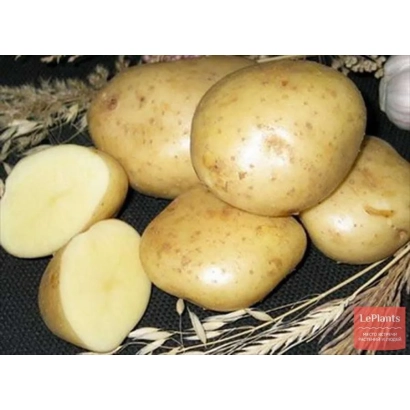 Картофель Скороплодный на соломе