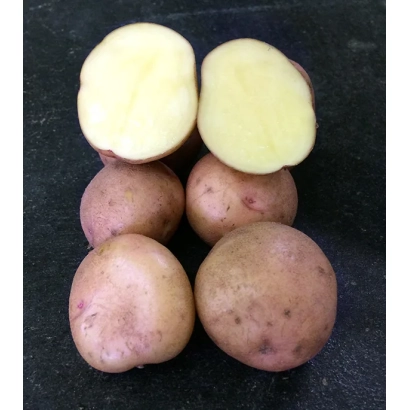 Клубні картоплі сорту Слаута, один розрізаний навпіл