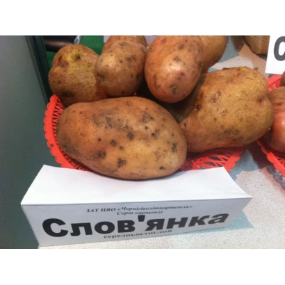 Корені картоплі сорту Слов'янка в кошику з етикеткою