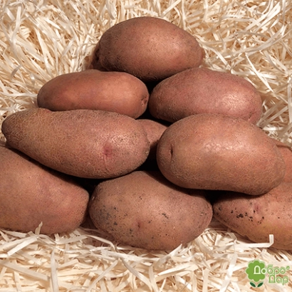 Клубни картофеля сорта Случ на соломе