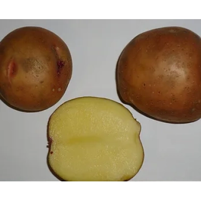 Три картофелины и одна нарезанная пополам, видны кожура и мякоть - Смоляночка