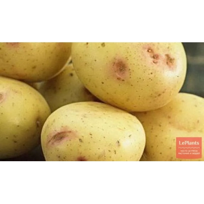 Картофель сорта Сокольский на фоне