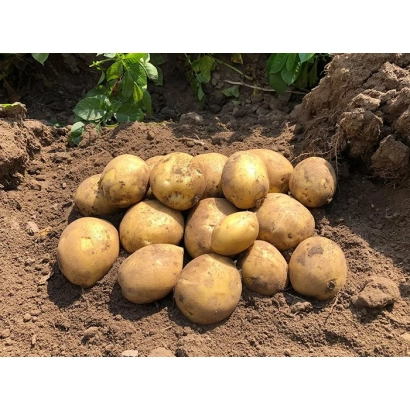 Картофель сорта Сорая на земле