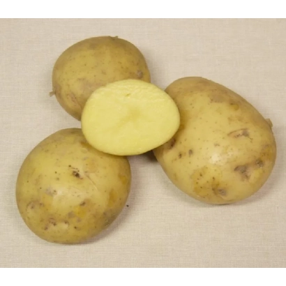 Картофель сорта СУДАРЫНЯ | Пані | SUDARYNIA