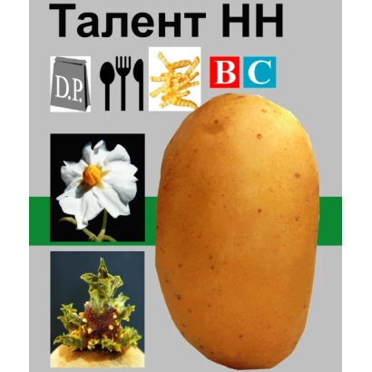 Семенной картофель сорта Талент НН