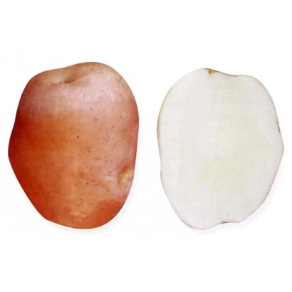 Клубень картофеля сорта ТАРАСОВ, показан в разрезе