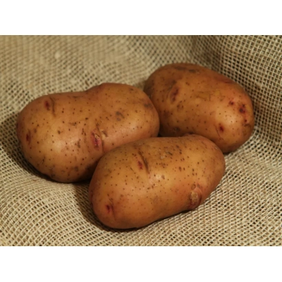 Три картофелины сорта Тирас на мешковине