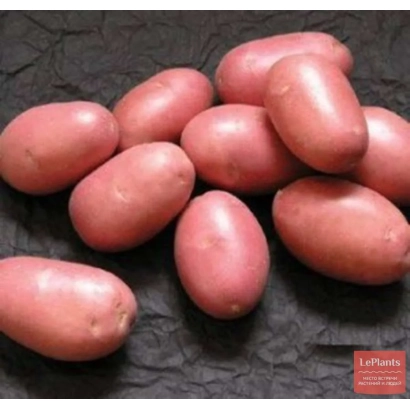 Красные картофелины на тёмном фоне - ТОМИЧ