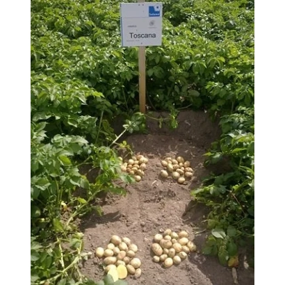 Картофель Тоскана на гряде с выложенными клубнями