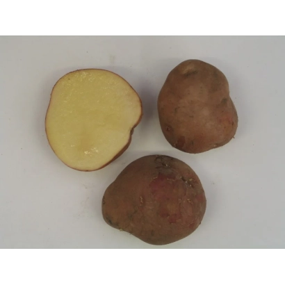 Three potatoes, one cut in half, on a white background - TULUNSKY EARLY