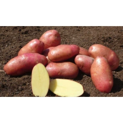 Клубни картофеля сорта Юбиляр на земле с двумя разрезанными клубнями