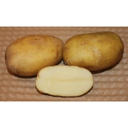 Три картоплини та одна нарізана навпіл на коричневій поверхні - ЮВІЛЕЙ ЖУКОВА