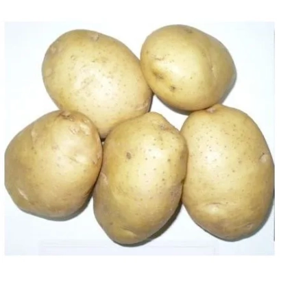 Клубни картофеля ЮГАНА