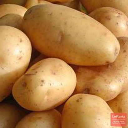 Картофель Юкама на фоне