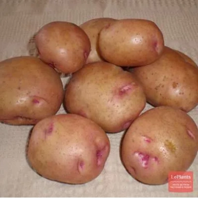 Картофель сорта Украинский розовый (Символ)