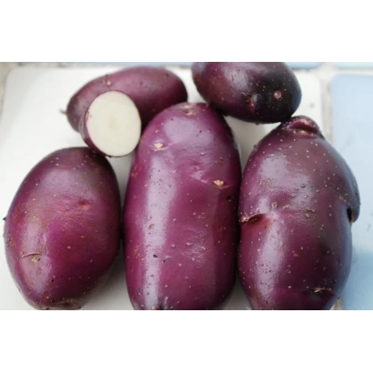 Крупные фиолетовые картофелины на светлом фоне - ВАСИЛЕК