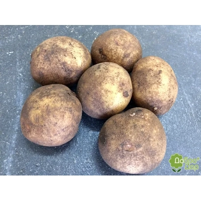 Картофель на сером фоне - Ведруска