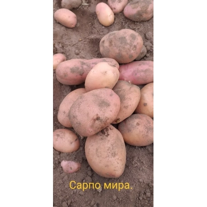 Seed potato variety Sarpo Mira on soil - Vera
