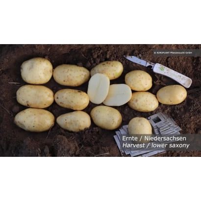 Картопліт сорту Ernte, Niedersachsen, Harvest, lower saxon - Вірджинія