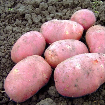 Клубни картофеля сорта Виринея на земле