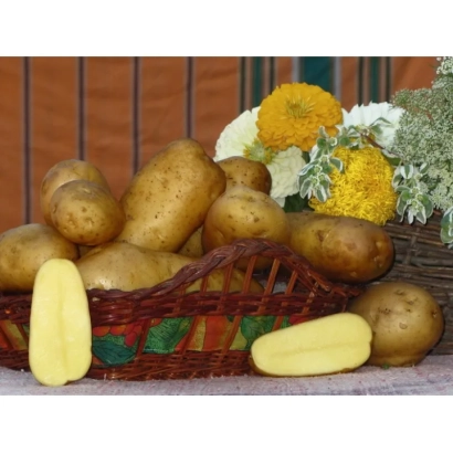 Корзина с картофелем сорта Витара и декоративными цветами