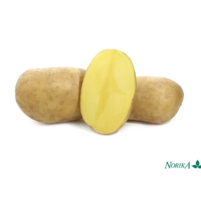 Два цілі та один нарізаний картопля на білому фоні - Венді