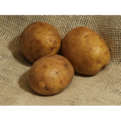 Three potatoes on burlap - Zagadka