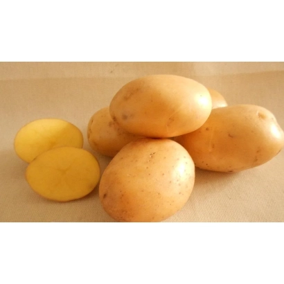 Potatoes on a light background - Sugar