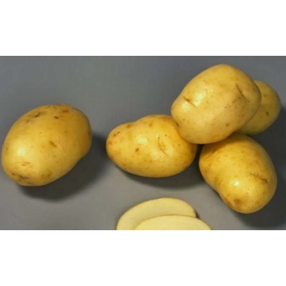 Картофель на сером фоне с нарезанными ломтиками - ЖАННА