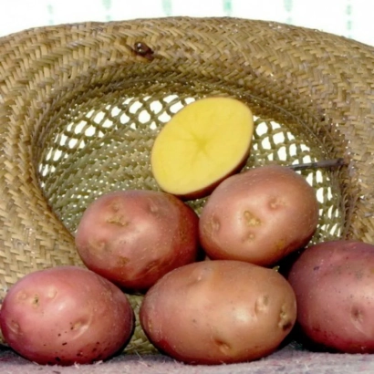 Potato tubers of variety Granary in a woven basket