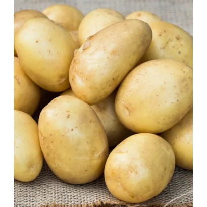 Картофель сорта Златка на мешковине