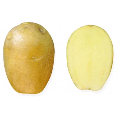 Картофель Зольский — целая клубень и разрез пополам