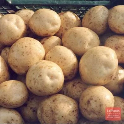 Клубни картофеля сорта Зов в сетчатом контейнере