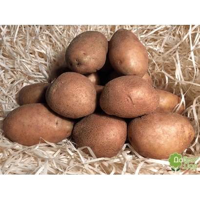 Картофель сорта Звиздаль на соломе