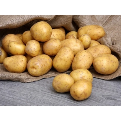 Potatoes Zyryants