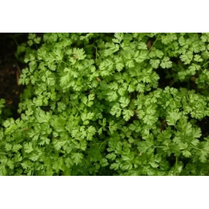 Green lovage leaves against a soil background - Aromatic