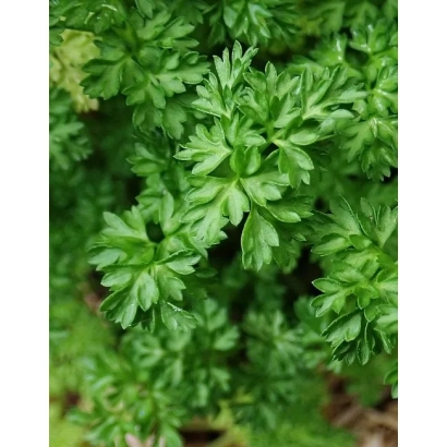 Fresh curly parsley plant - CURLED