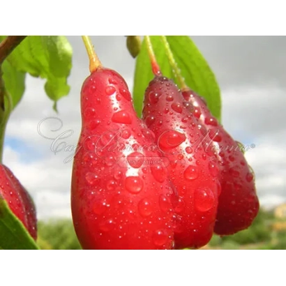 Кизил Артемий на ветке с каплями воды