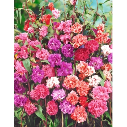 Цветущая кларкия с розовыми, малиновыми и белыми цветами - Малиновая Чаша