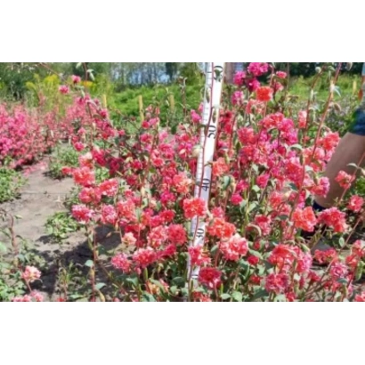 Розовые цветы кларкии на грядке - Персиковая Чаша