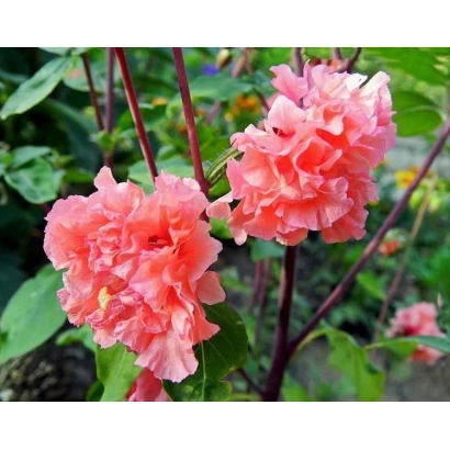 Розовые цветы кларкии на фоне зелени - Радость