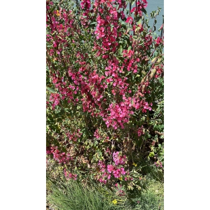 Кларкия в цвету на фоне зеленого поля - Свадебный Букет