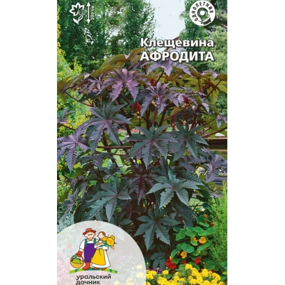 Растение Клещевина Афродита на фоне сада