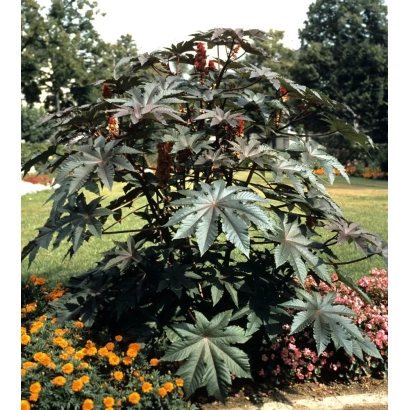 Куст клещевины с крупными листьями и семенными коробочками на фоне цветника - Рубиновое Созвездие