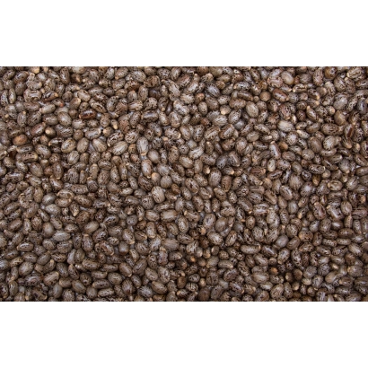 Клещевина (Жожоба) в виде семян на фоне - Удача