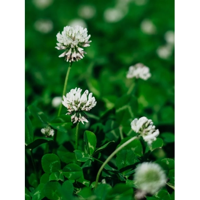 Фото клеверу без назви продукту - БІЛОГІРСЬКИЙ 1