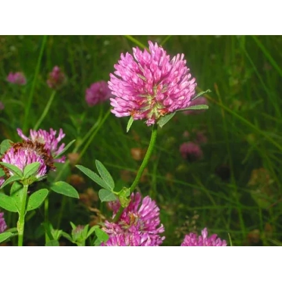 Розовый клевер на зеленом фоне - БИТУНАЙ